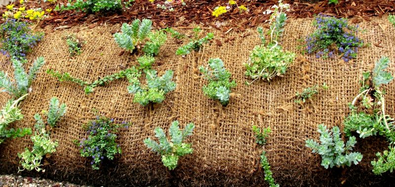 Vegetation for Erosion Prevention